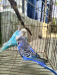 English Budgerigar Adult Pair | Healthy & Active Birds